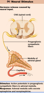 <p>Neural Stimuli</p>
