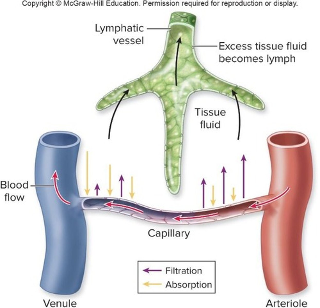 <p>They carry lymph, a colorless fluid derived from tissue fluid, and transport antigens.</p>
