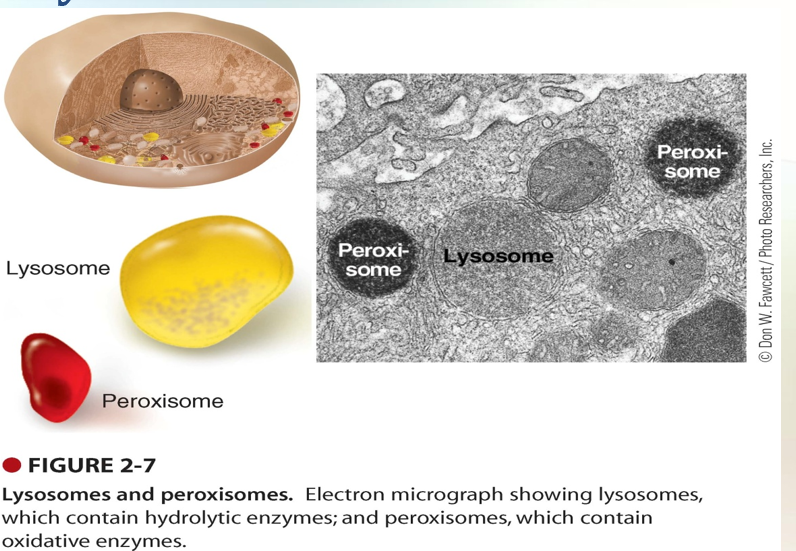 <p>Lysosomes &amp; Peroxisomes </p>