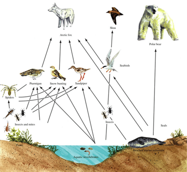 <p>network of complex interactions formed by the feeding relationships among the various organisms in an ecosystem (more representative than food chain)<br>- allows organisms to have more than 1 food source/predator<br>Organisms can occupy more than 1 trophic level<br>- when constructing foods web, position organism at their highest trophic level (diff trophic levels are shown through the arrows)</p>