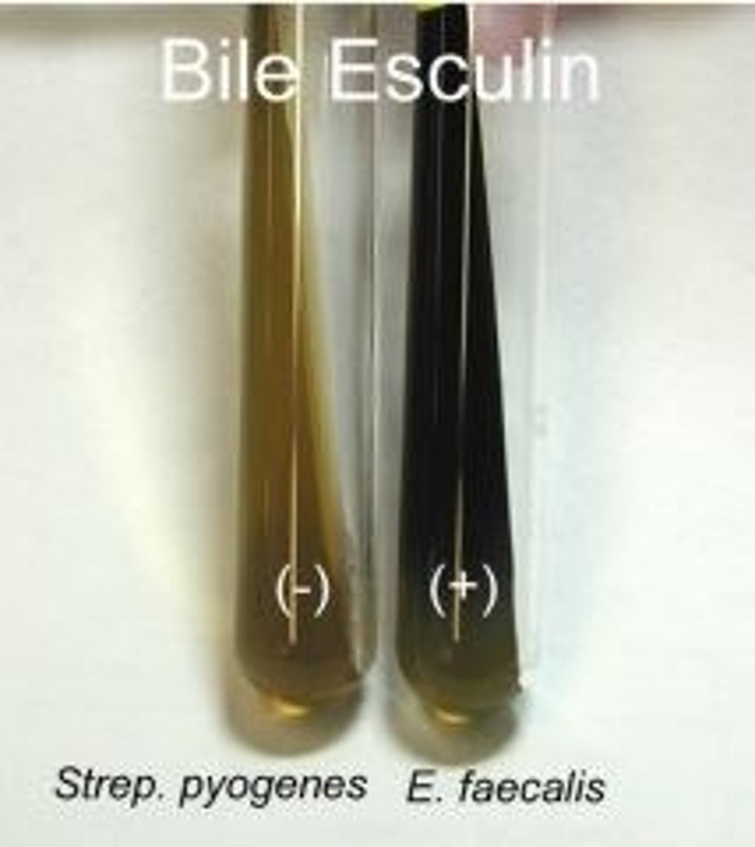<p>Selective: Bile salt</p><p>- inhibits most gram (+)</p><p>Diff: Esculin, ferric citrate.</p>