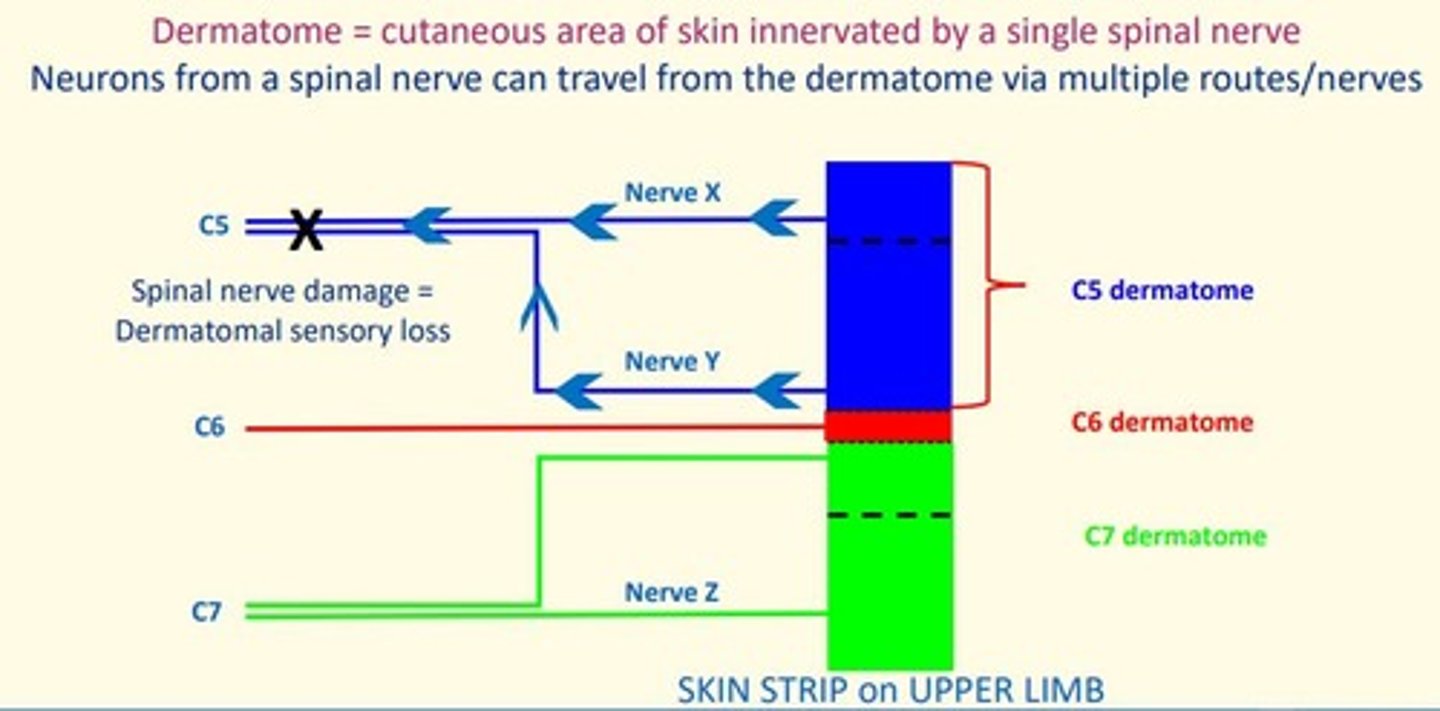 <p>Cutaneous area of skin innervated by a single spinal nerve.</p><p>Neurons from a spinal nerve can travel from dermatome via multiple routes/nerves.</p>