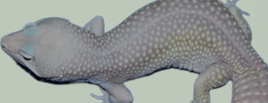 <p>What pattern is this Gecko?</p>