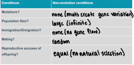 <ul><li><p><span>Hardy Weinburg model of non-evolving population (aka equilibrium)</span></p><ul><li><p><em><span>Do non-evolving populations exist? NOPE</span></em></p></li></ul></li></ul>