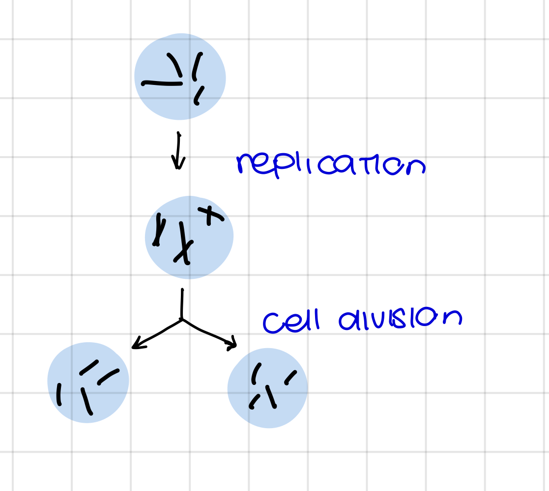 <p>for what is mitosis ?</p>