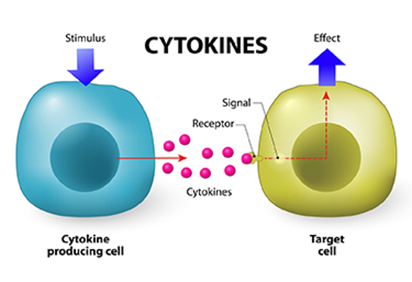 <p>proteins produced by immune cells to communicate with themselves, nearby cells, or distant cells</p>
