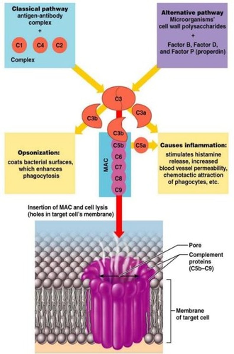 <p>The enzyme complex that catalyzes a crucial step in complement activation — the deposition of large numbers of C3 molecules on a cell's surface, which tags the cell for removal by phagocytes or starts the assembly of the membrane attach complex.</p>