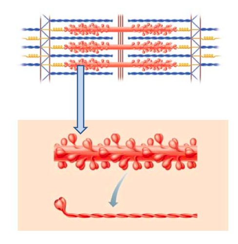 <p>a fibrous protein made up of myosin dimers bound together at tails, binding sites on heads (crossbridges) for actin, ATPase site</p>
