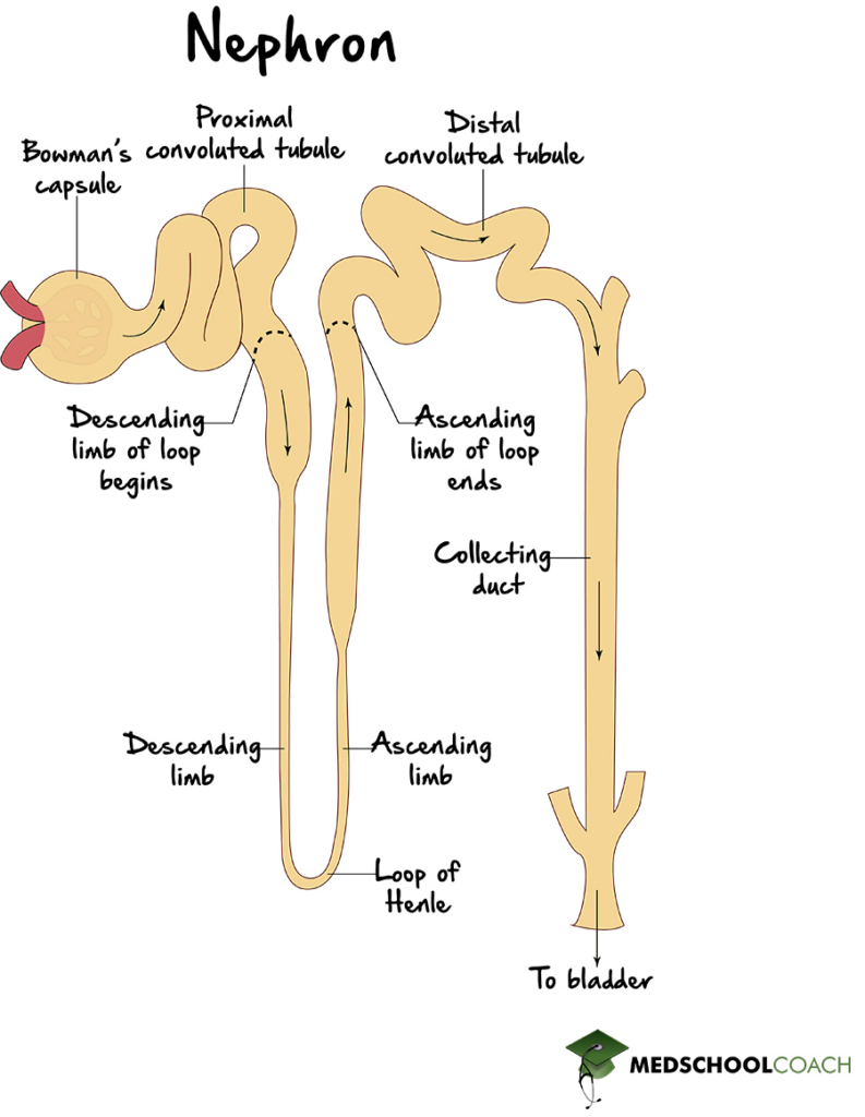 <ol><li><p>The glomerulus is the initial portion of the nephron. The ascending loop of Henle and glomerulus are separated by several nephron regions, including the proximal convoluted tubule and descending loop of Henle.&nbsp;</p></li><li><p>The ascending loop of Henle is most directly impacted during Type I&nbsp;Bartter syndrome. The ascending loop of Henle is separated from the collecting duct by the distal convoluted tubule.</p></li><li><p><strong>The passage indicates that Type I&nbsp;Bartter syndrome affects NKCC2 cotransporters in the ascending loop of Henle. The ascending loop of Henle is positioned directly adjacent to the distal convoluted tubule.</strong></p></li><li><p>The ascending loop of Henle, which is directly affected during Type I&nbsp;Bartter syndrome, is separated from the proximal convoluted tubule by the descending loop of Henle.&nbsp;</p></li></ol><p></p>