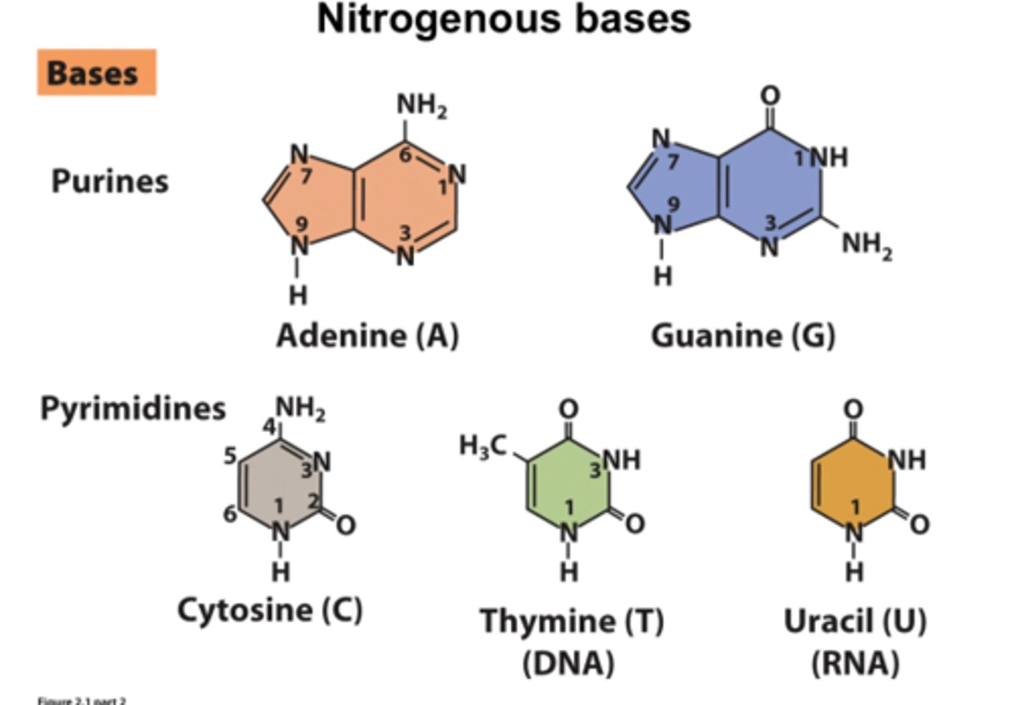 <p>Purines: adenine, guanine</p><p>Pyrimidines: cytosine, thymine (DNA), uracil (RNA)</p>