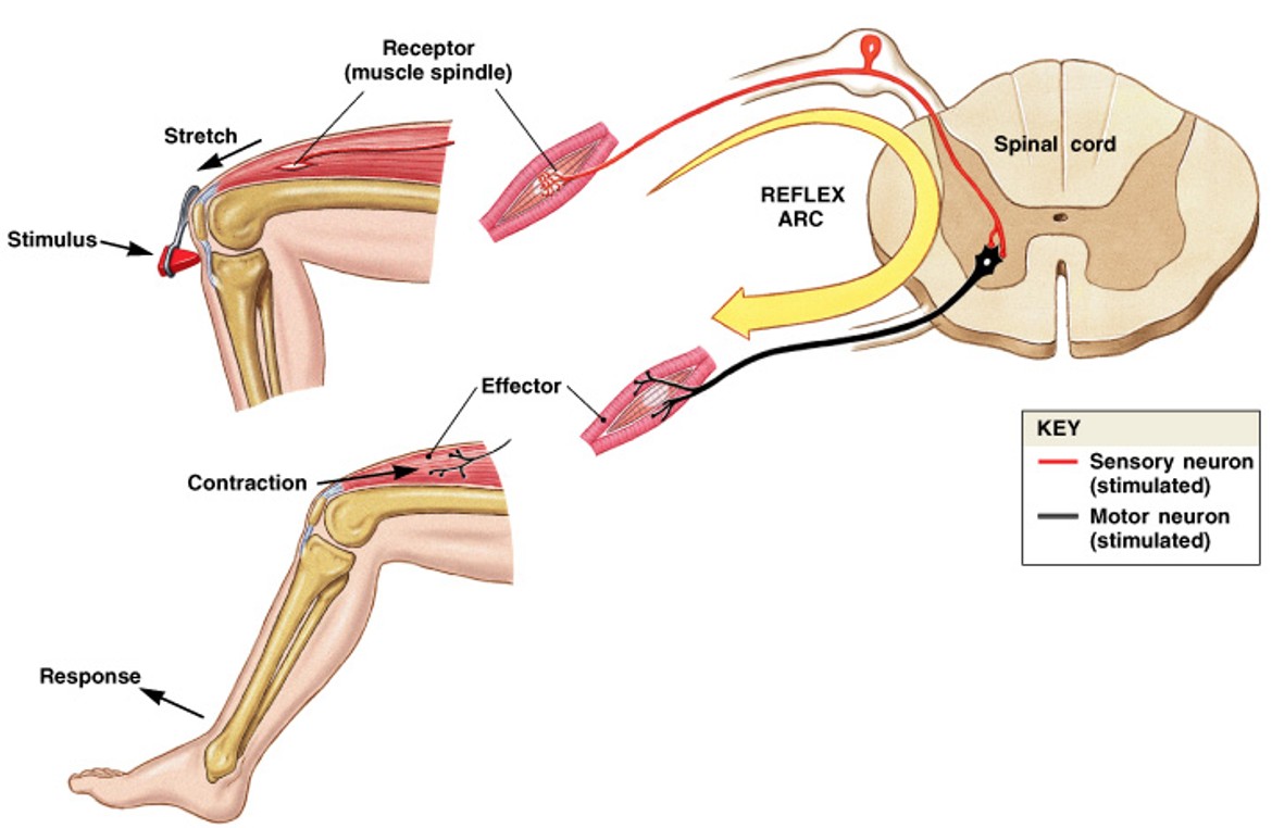 <p>What kind of reflexes are:</p><ul><li><p>Sensory neuron synapses directly onto motor neuron</p></li><li><p>Stretch reflexes (deep tendon reflexes)</p></li><li><p>Ex) patellar reflex</p></li></ul><p></p>
