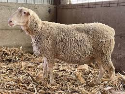 <p>prolific sheep breeds</p>