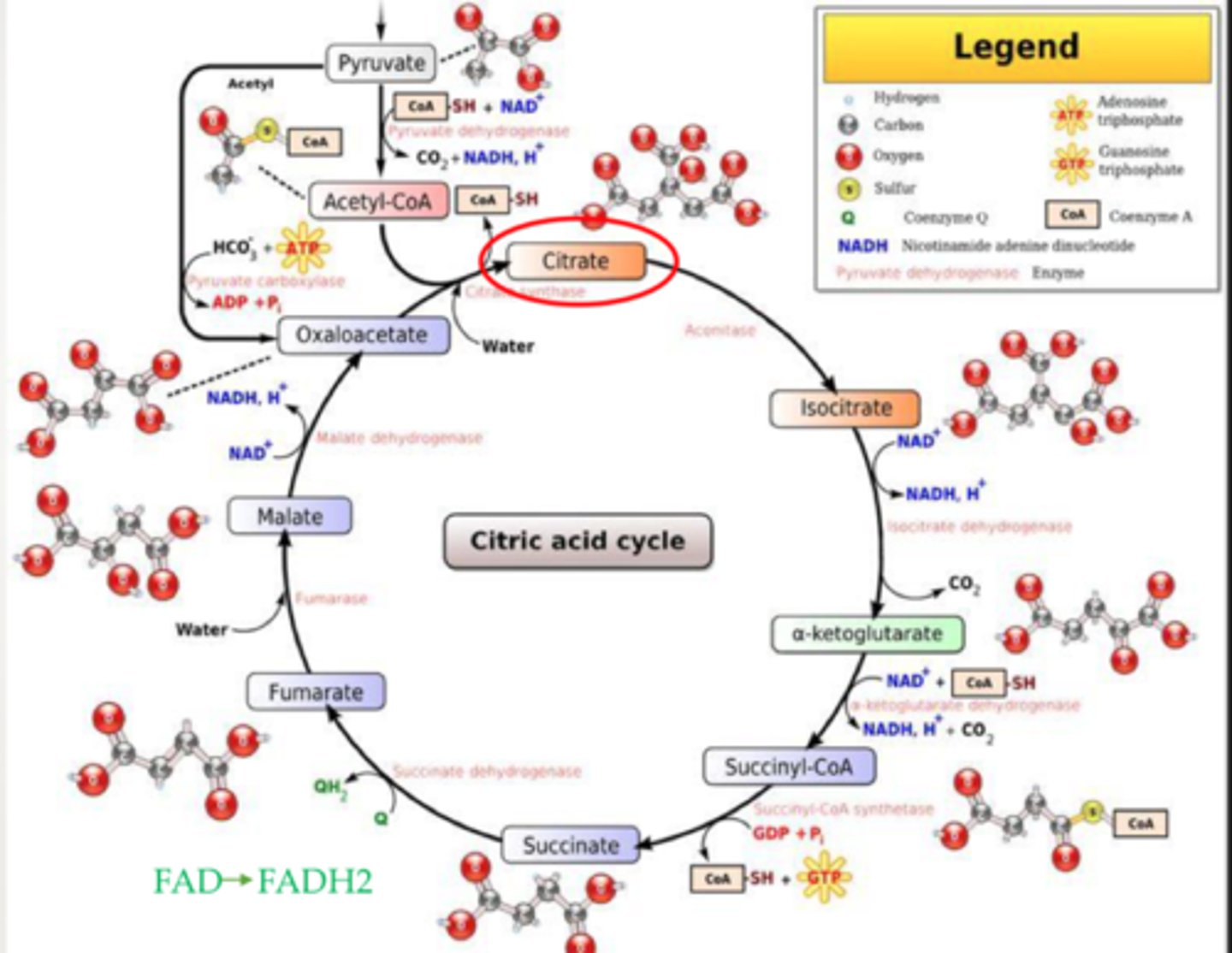 <p>metabolic process that oxidizes citrate to oxaloacetate</p>
