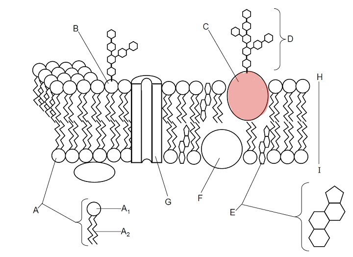 <p>Which part is C? </p>