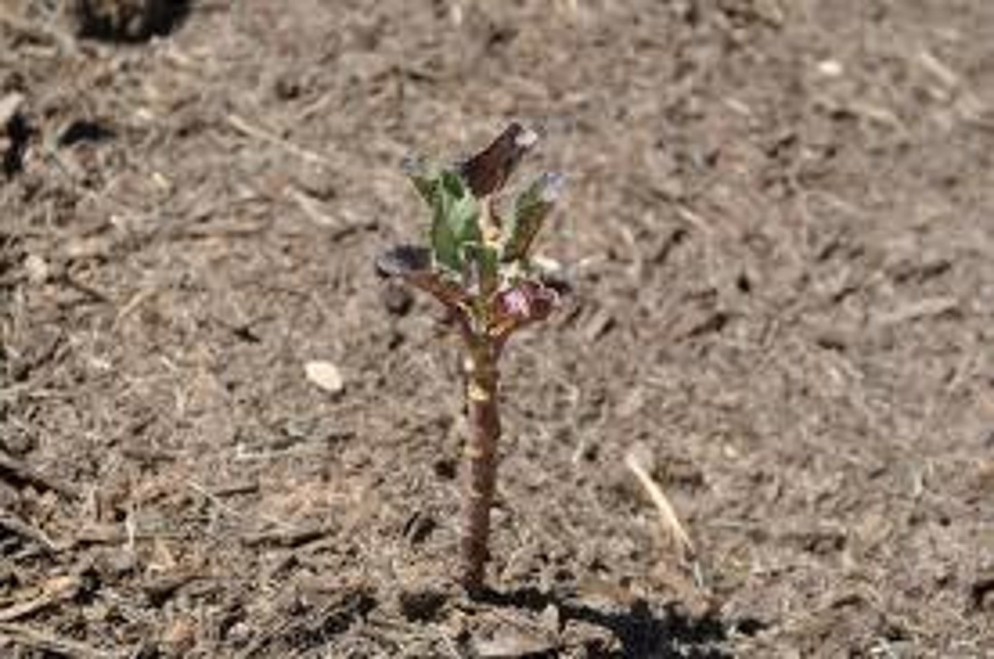 <p>soil that doesn't have enough nutrients to grow plants</p>