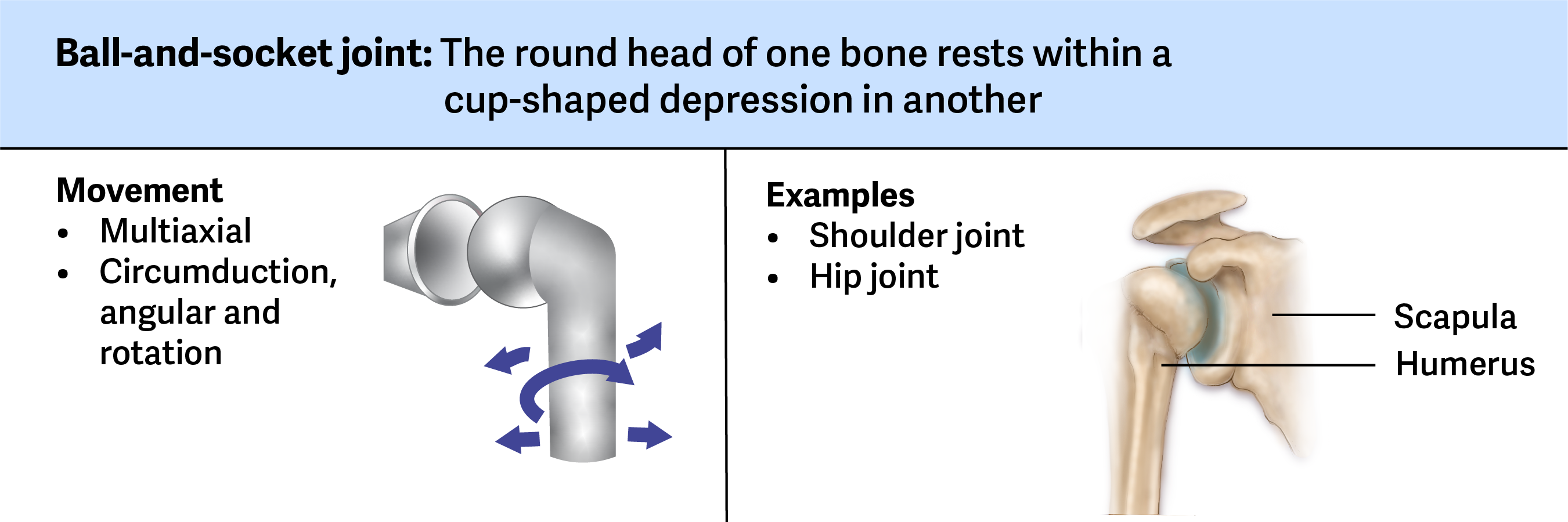 <ul><li><p><strong>At the hip joint,</strong> the head of the femur articulates with the acetabulum of the pelvis. </p><ul><li><p>The deep socket of the acetabulum and the strong supporting ligaments of the hip joint serve to constrain movements of the femur, balancing the need for stability and weight-bearing ability with increased movements at the hip.</p></li></ul></li><li><p><strong>At the glenohumeral joint,</strong> the head of the humerus articulates with the glenoid cavity of the scapula. </p><ul><li><p>The humerus has a smoothly rounded head that fits into the socket of the scapula at the glenoid cavity. The shallow socket formed by the glenoid cavity allows the shoulder joint to have an extensive range of motion. The glenoid cavity is very shallow and much smaller than the head of the humerus. The head of the humerus needs to be held to the shallow glenoid cavity by the rotator cuff muscles and other ligaments. The structure of the shoulder permits movement of the arm in almost any direction but provides little stability.</p></li></ul></li></ul><p></p>