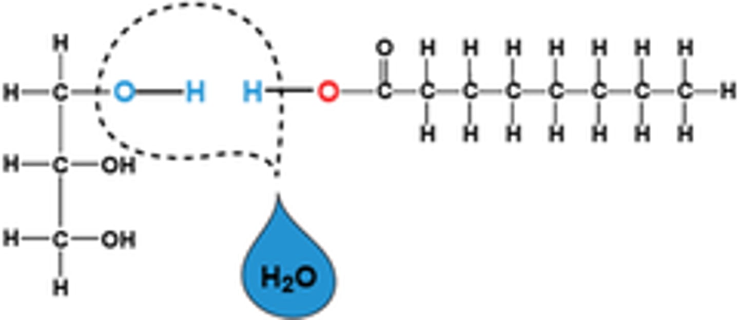 <p>CO2 and H2O (cell respiration)</p>