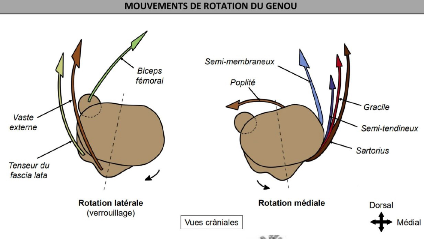 <p>FLEXION/EXTENSION : muscles ischio-jambiers (flexion), muscle quadriceps (extension)</p><p>AMPLITUDE : 5-10° </p><p>ROTATIONS : </p><p>> LATÉRALE : verrouillage genou, fin d’extension, associé muscle tenseur fascia lata / vaste externe / biceps fémoral  </p><p>> MÉDIALE : dévérouillage, associe action muscle poplitée / muscle semi-membraneux / muscles patte d’oie </p>