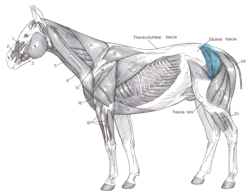 <p>Name of highlighted muscle?</p>