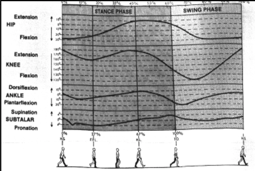 <p>1st Ray Plantarflexion</p><ul><li><p><span><strong>[...]</strong></span> muscle is primarily responsible for plantarflexing the first ray and keeping it firm against the sesamoids&nbsp;</p></li></ul><p></p>