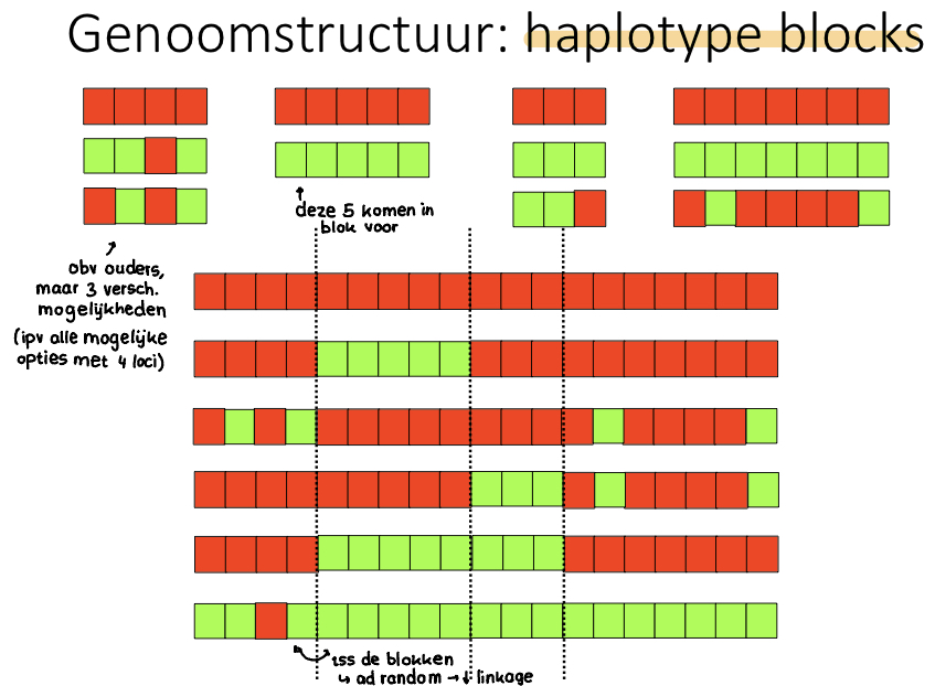 * binnen haplotypes: hoge LD
* tussen haplotypes: lage LD