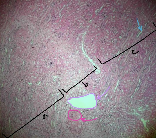 <p>specimen in field of view</p><p>region a</p><p>region b</p><p>region c</p><p>structure at tip of light blue arrow</p><p>structure at tip of purple arrow</p><p>structure at tip of pink arrow</p>