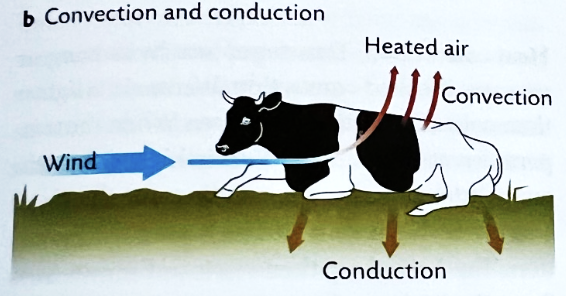 <ul><li><p>requires direct contact to exchange heat</p></li><li><p>can gain and lose heat via conduction</p></li><li><p><strong>Thermal Conductivity:</strong> how easily heat is conducted</p><ul><li><p><strong>Low: </strong>air, gases</p></li><li><p><strong>High:</strong> metals</p></li></ul></li><li><p>Farm buildings </p></li><li><p>Surgery?</p></li></ul><p></p>
