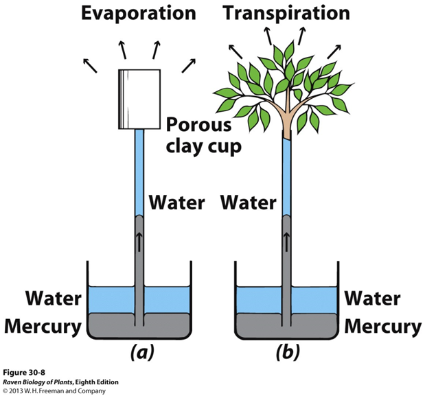 <p>water is “pulled” up the plant through a series of water potential changes across cells</p><ul><li><p>water is lost through transpiration</p></li><li><p>lost water is replaced from within the cell</p></li><li><p>conc. of solutes is now higher, creates gradient potential between this cell and neighbors </p></li></ul><p></p><p>chain reaction…water is cohesive AND adhesive!</p><p></p>