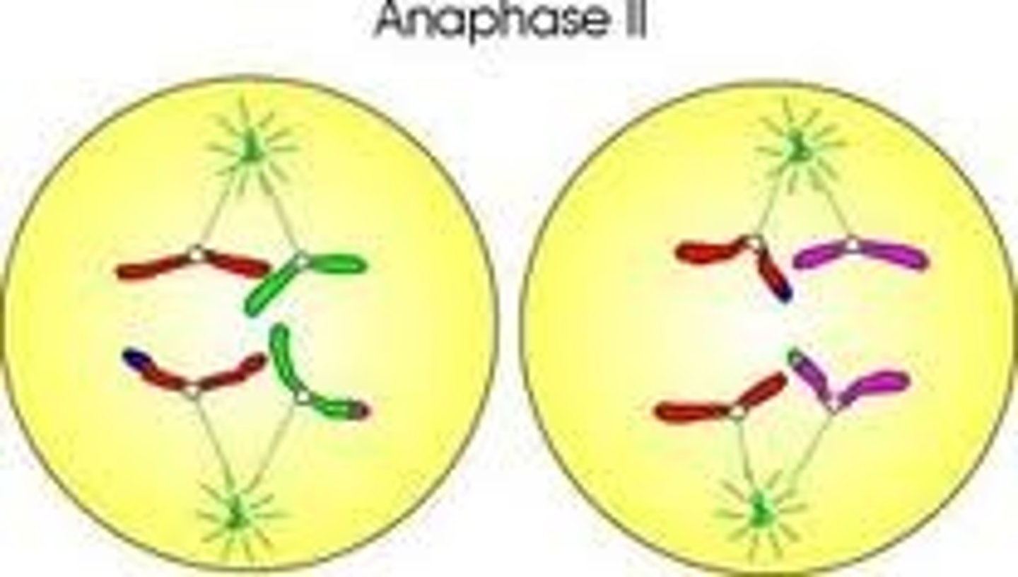 <p>sister chromatids separate becoming daughter chromosomes that move to the poles</p>