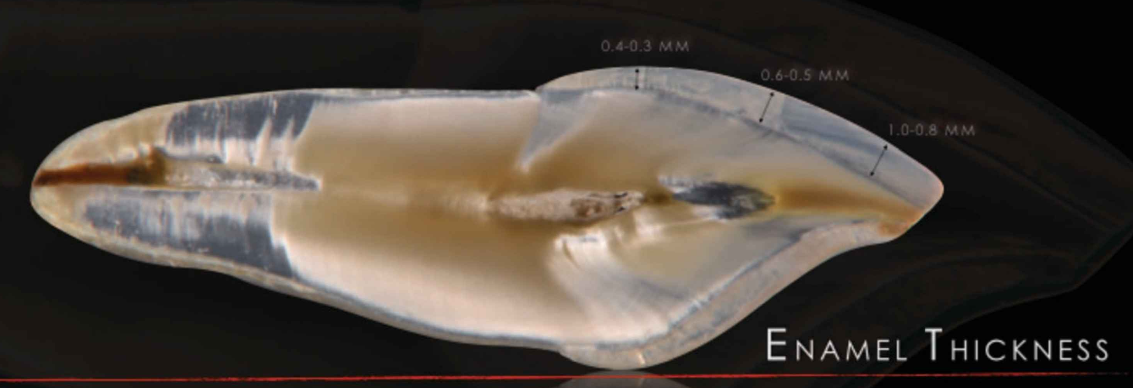 <p>gingival/ cervical third: 0.4-0.3 mm</p><p>middle third: 0.6-0.5 mm</p><p>junction of middle third/ incisial: 1- 0.8 mm</p>