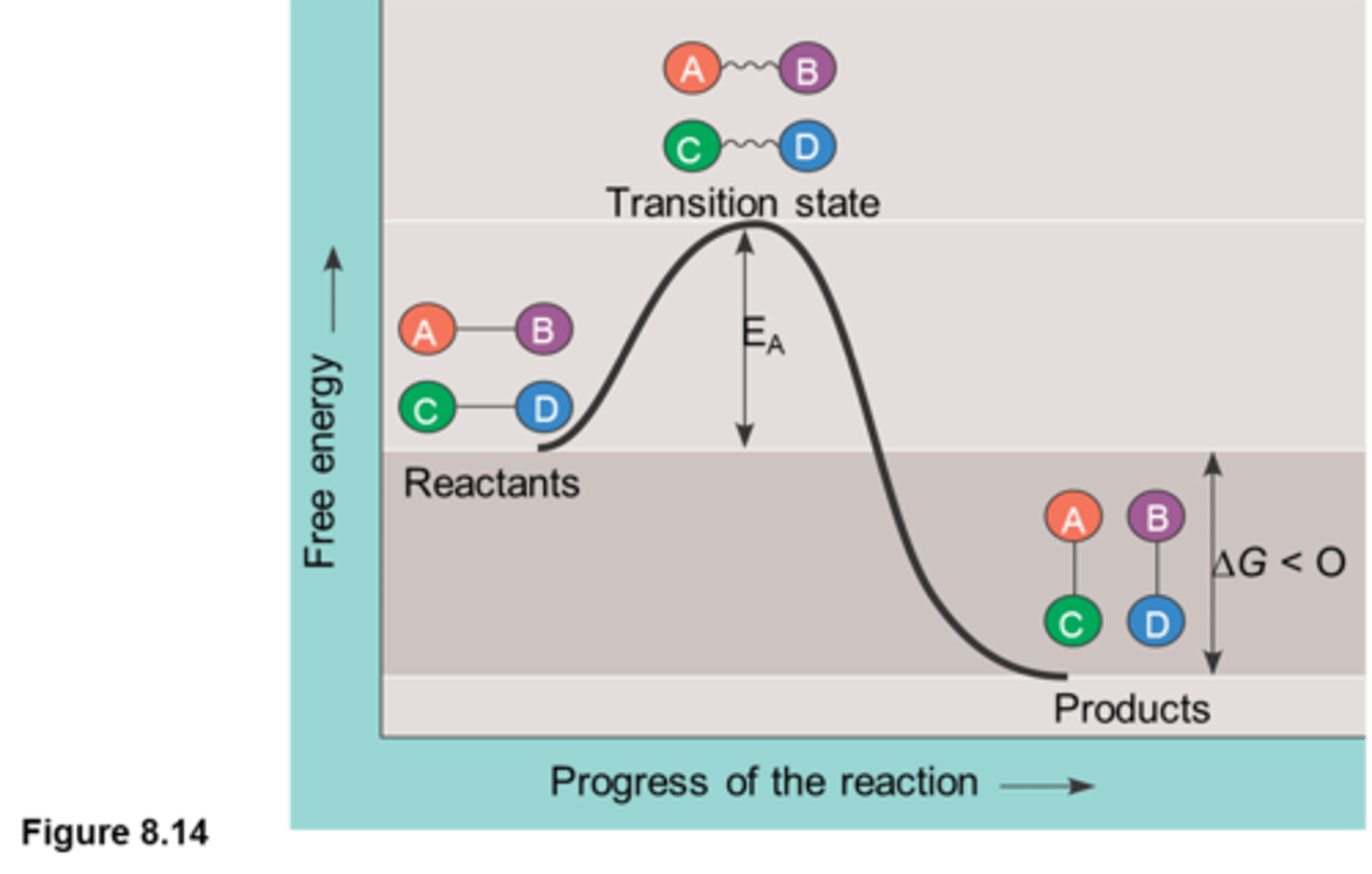 <p>-The exergonic reaction profile is a visual representation of the free energy that is required to facilitate a substrate reaction</p><p>-in exergonic reactions: products have lower G than reactants</p><p>-at the beginning of substrate interaction, delta G is negative as it requires energy to combine the substrate and reach the transition state where substrate combine and rearrange to create the products</p><p>-then, delta G becomes positive and thus endergonic as the substrates finish recombining with each other and separate, due to increasing entropy as they split into many smaller molecules which increases their potential to do work and bond</p><p>-transition state: a higher free energy state where the conformation bonds are about to break</p><p>~requires activation energy (Ea): amount of energy needed to reach transition state. Ea is considered to be a kinetic barrier as not all molecules can arrive to this state (therefore, not all molecules can actually move through with the reaction!)</p>