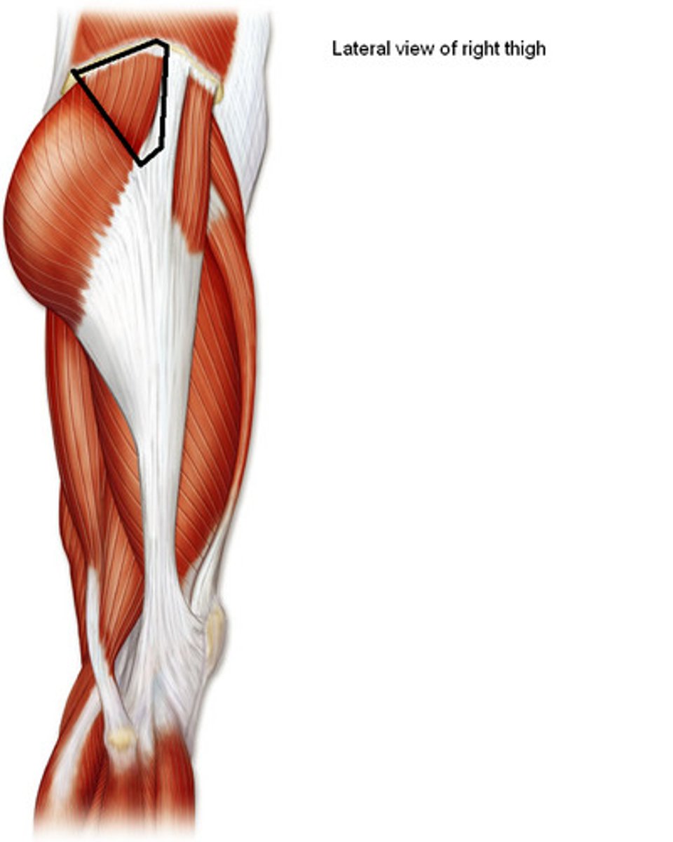 <p>Origin: Lateral iliac surface</p><p>Insertion: Greater Trochanter</p><p>Action: abducts hip; anterior part flezes and rotates hip, posterior part extends and rotates hip</p>