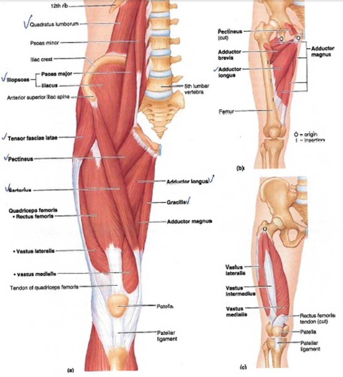 <p>Iliopsoas, sartorius, adductor group, pectineus, gracilis, quadriceps femoris, and tensor fasciae latae</p>