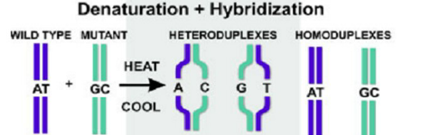 <p>Heteroduplex formation</p>