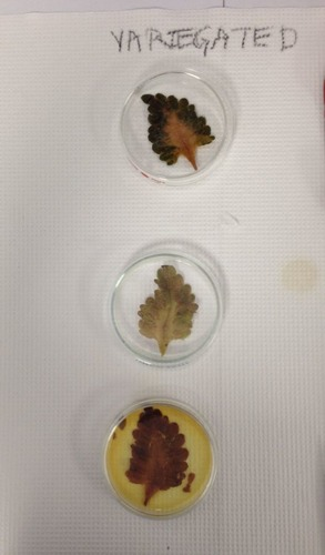 <p><span>The variable that is measured, in this case the presence of starch or colour of iodine test</span></p>