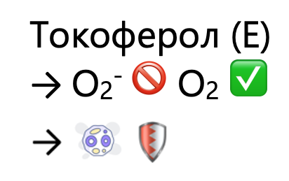 <ul><li><p>антиоксидант </p></li><li><p>захищає мембрани клітин</p></li></ul><p></p>