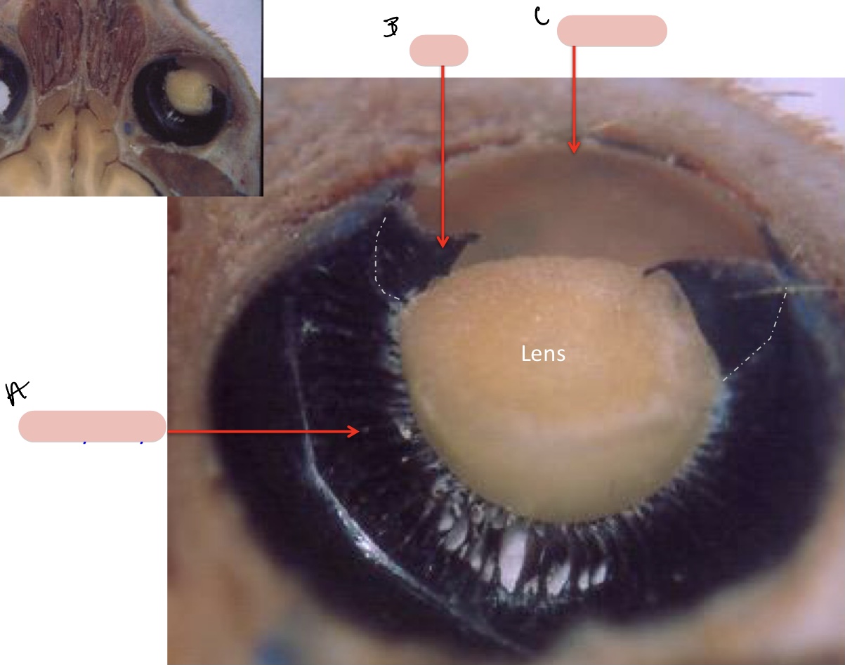 <p><span>Name the structure(s) indicated by a, b, and c.</span></p>