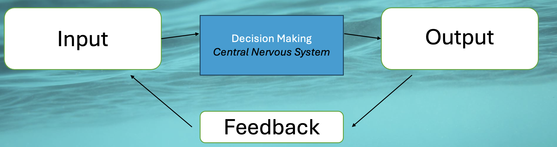 The Black Box Model of information processing