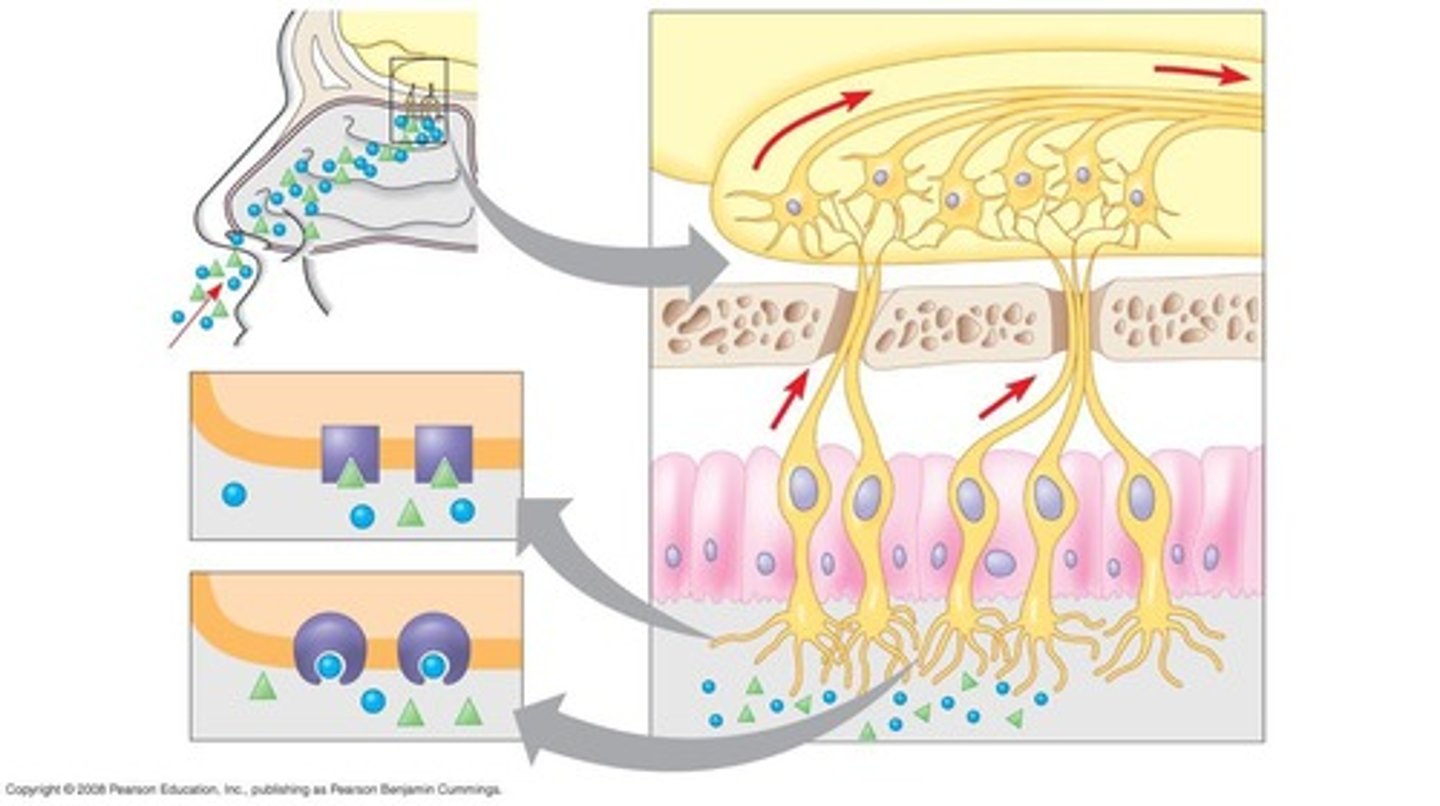 <p>Sense of smell via olfactory cells.</p>