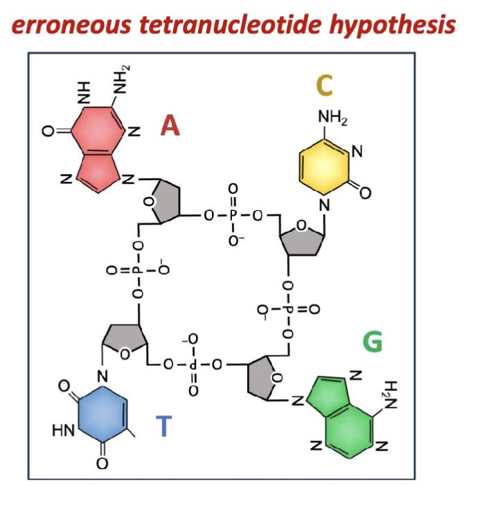 <p><span>Isolates of nucleic acids consistently yielded all four nitrogenous</span><br><span>bases in equal relative proportions. This gave rise to the</span><br><span>erroneous “tetranucleotide hypothesis” which remained</span><br><span>accepted up until the late 1940s.</span></p><p>all 4 bases are not isolated in equal proportion (treats them like a 4 base cyclic structure)</p><p>the isolation procedures and hydrolysis and precipitation bias the equilibrium of all the nucleotides</p>
