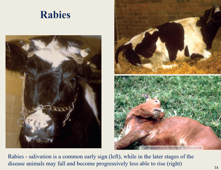 <p>Opisthotonus, seizures, and widespread paralysis</p><p>Cattle knuckle over at the fetlocks, stumble, and fall frequently until they are unable to rise → then lapse into a coma and die</p>
