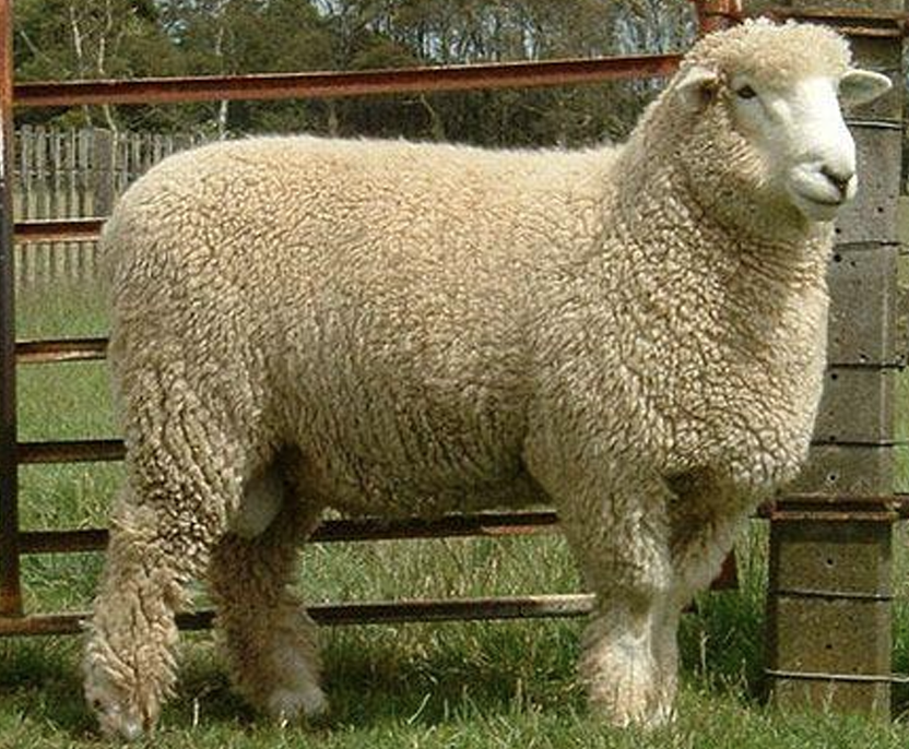 <p>What Category does this sheep belong to?</p><ul><li><p>It is a Romney</p></li></ul><p></p>