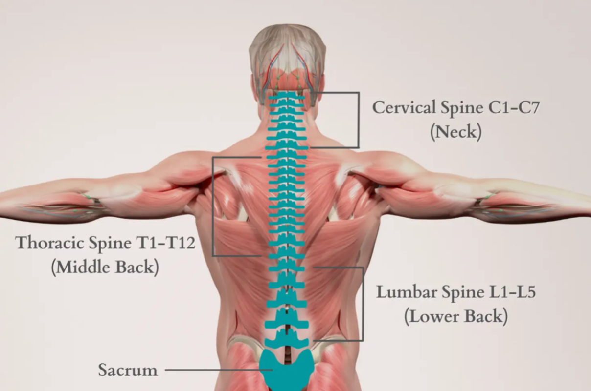<p>Middle of spine (12 vertebrae shown by bracket in middle of back)</p>