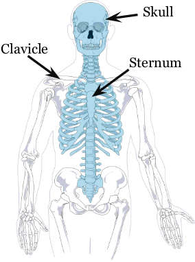 <p>are flat and thin</p><p>protect underlying organs</p><p>examples: skull, scapula, sternum, clavicle</p>