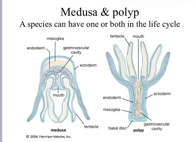 <p>Medusa &amp; Polyp</p>