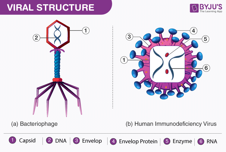 <p>virus structure</p>