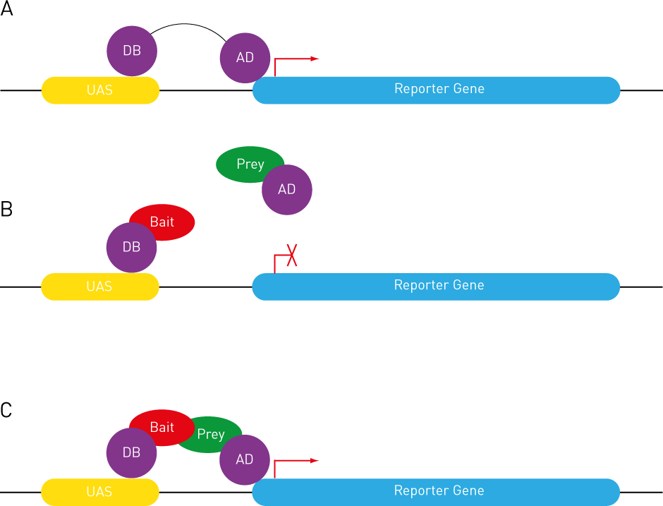 <p><strong><u>What?</u></strong></p><p>Molecular biology technique used to detect <strong>protein–protein interactions</strong>. More specifically, it detects whether two proteins (often called “bait” and “prey”) physically interact within a yeast cell.</p><p><strong><u>How?</u></strong></p><p>The technique exploits the modular nature of <strong>transcription factors</strong>, which usually have two separable domains:</p><ol><li><p><strong>DNA-binding domain (DBD)</strong>: binds to specific DNA sequences (e.g. promoter of a reporter gene).</p></li><li><p><strong>Activation domain (AD)</strong>: activates transcription when brought near the transcription start site.</p></li></ol><p>In Y2H, the bait protein is fused to the DBD, and the prey protein is fused to the AD. These fusion proteins are then expressed in yeast.</p><ul><li><p><span style="color: red"><strong>If the bait and prey do not interact</strong></span>, the DBD and AD remain separated, and no transcription occurs.</p></li><li><p><span style="color: red"><strong>If the bait and prey interact</strong></span>, they bring the DBD and AD close together. This reconstitutes a functional transcription factor, which activates the transcription of a <strong>reporter gene</strong> (like <em>HIS3</em>, <em>LacZ</em>, or <em>GFP</em>).</p></li><li><p>Yeast cells expressing interacting proteins can then be identified by their ability to grow on selective media (e.g. lacking histidine) or to show colour changes (e.g. blue colonies with X-gal if <em>LacZ</em> is used).</p></li></ul><p><strong><u>Limitations</u></strong></p><ul><li><p>False positives/negatives are common.</p></li><li><p>Only detects <strong>binary interactions</strong> in the yeast nucleus.</p></li><li><p>May miss interactions requiring specific post-translational modifications or non-yeast-specific conditions.</p></li></ul><p></p>