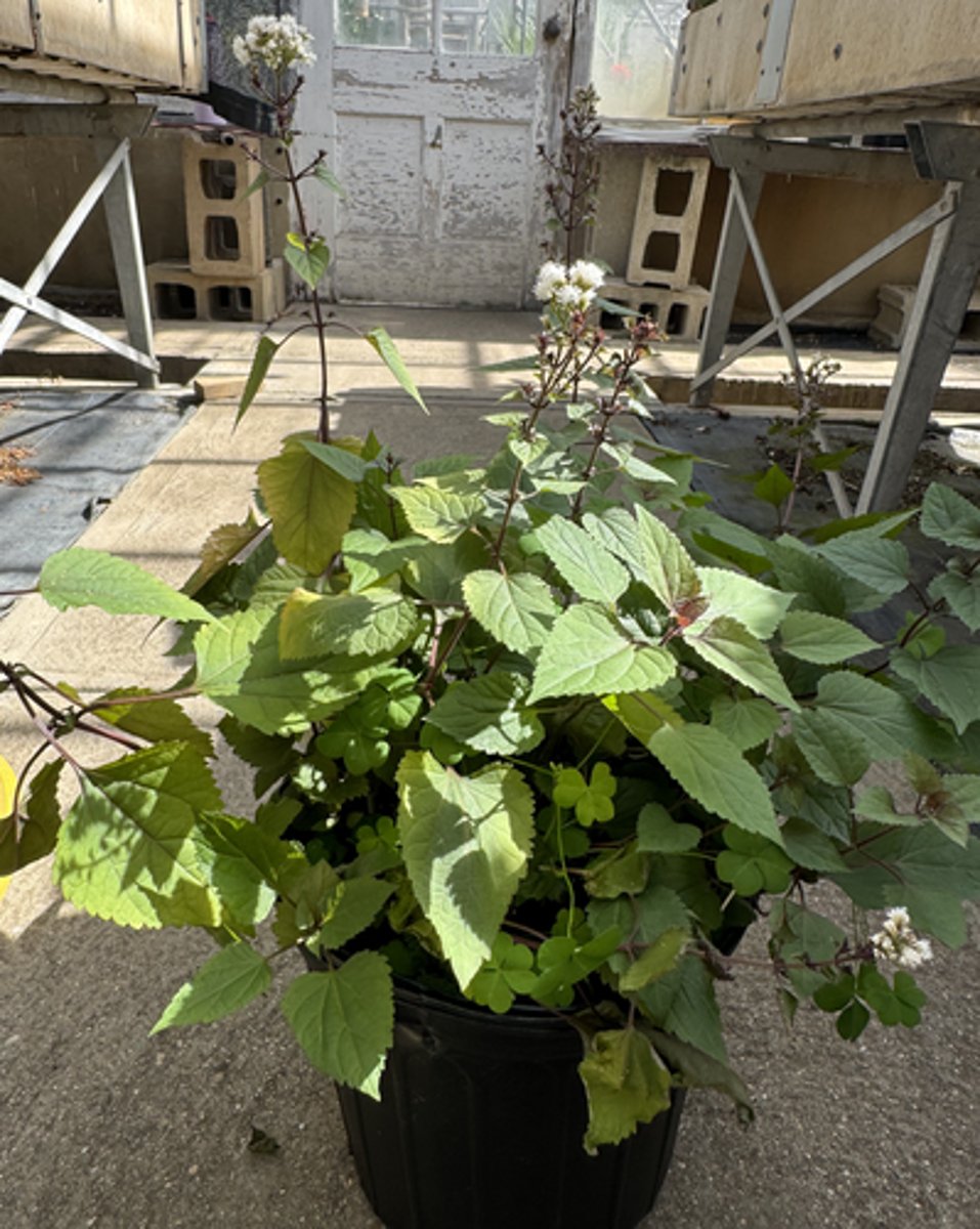 <p>What is the Latin name for this plant?</p>