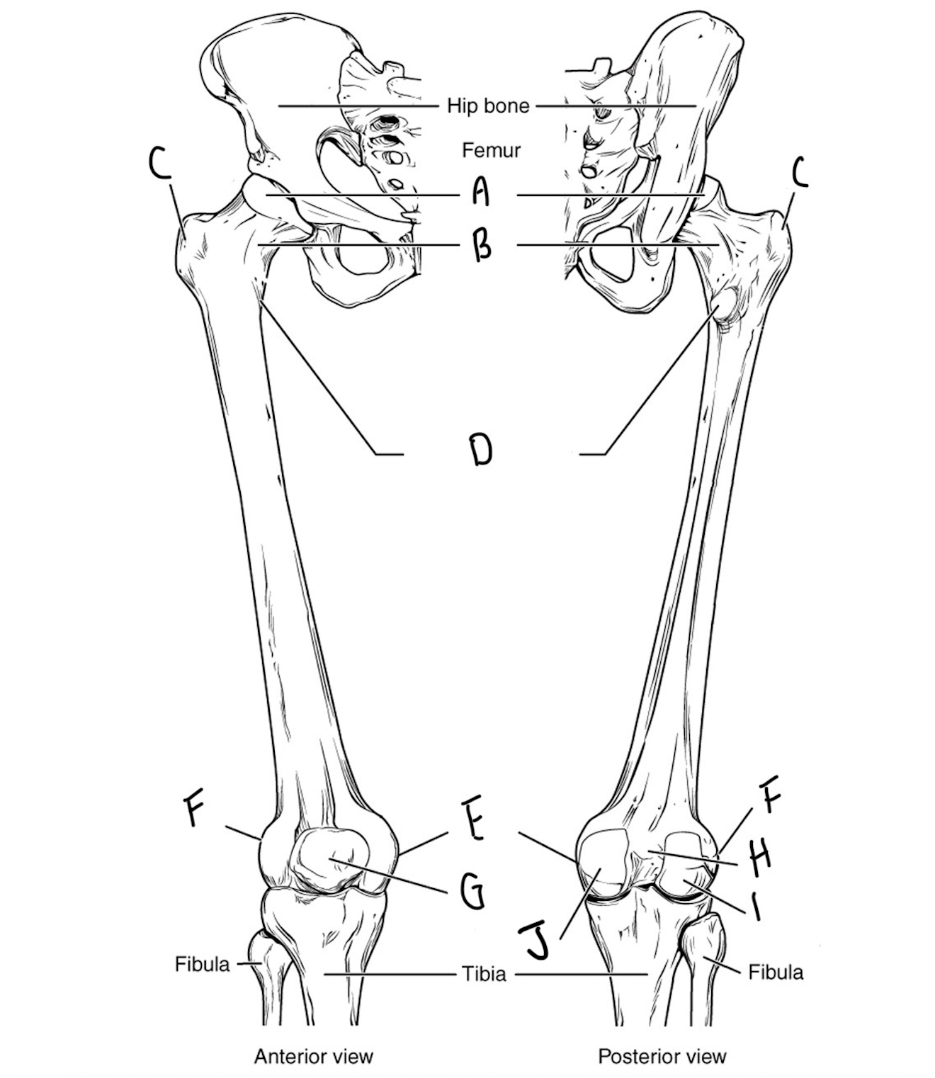 <p>Label the femur and describe each bone marking</p>