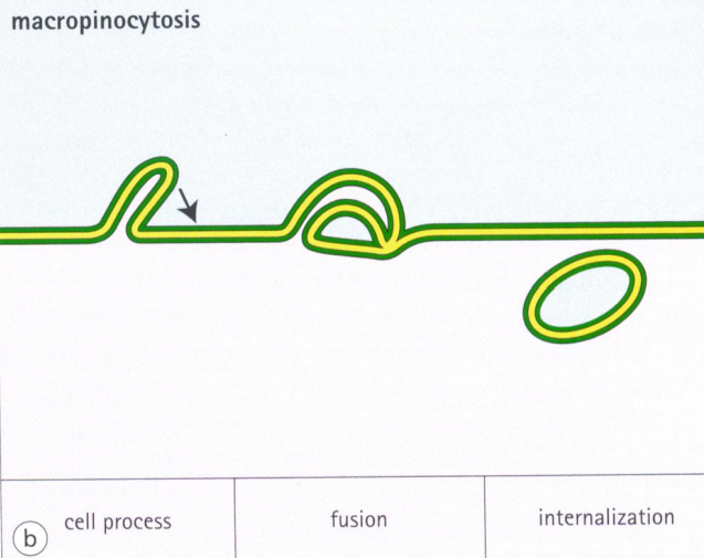 <p>Pinocytosis, otherwise known as fluid endocytosis and bulk-phase pinocytosis, is a mode of endocytosis in which small particles suspended in extracellular fluid are brought into the cell through an invagination of the cell membrane, resulting in a suspension of the particles within a small vesicle inside the cell. These pinocytotic vesicles subsequently fuse with endosomes to hydrolyze (break down) the particles.</p>